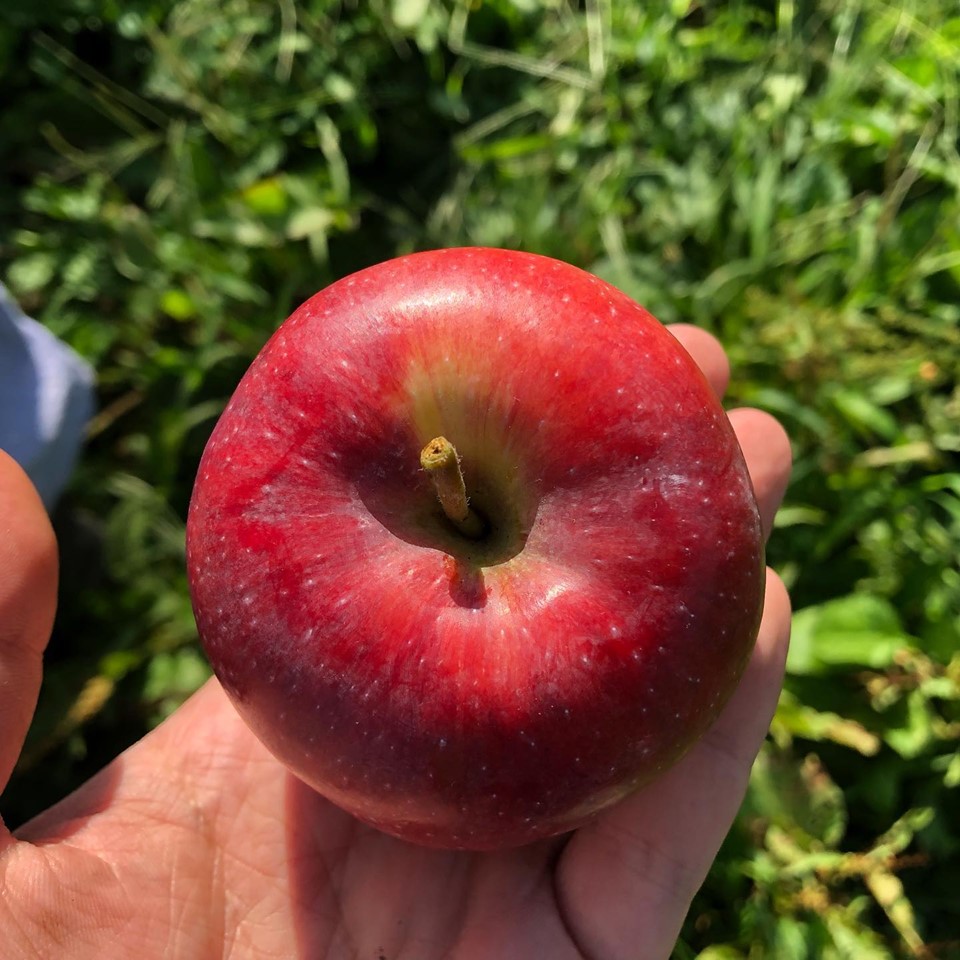 祝 　いわい　りんご