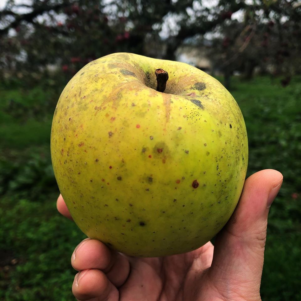 むつ　オーガニック