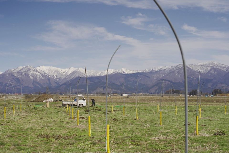 りんごりらっぱ