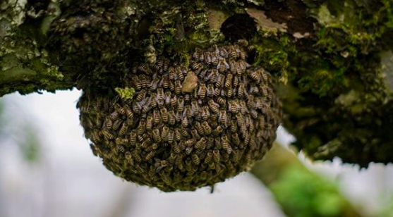 みつばち　りんご