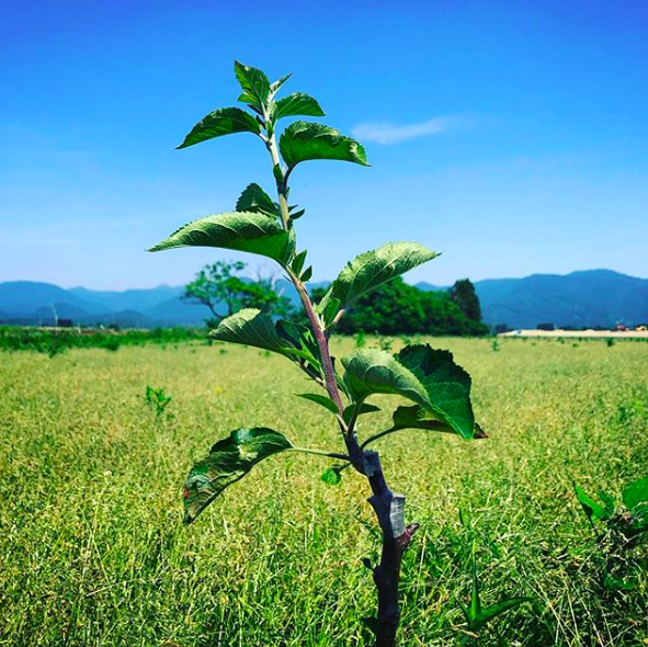 無添加　ジュース