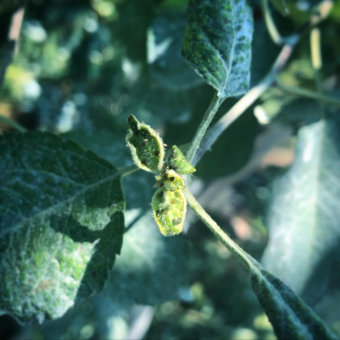 有機　ジュース　山形