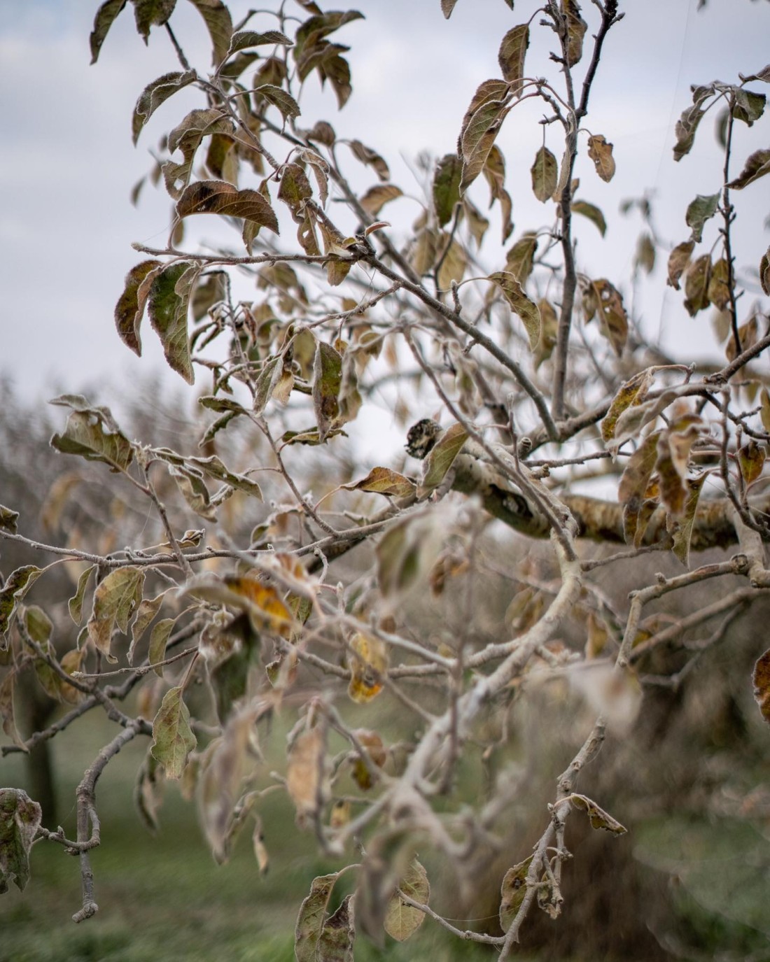 有機JAS　リンゴ　山形