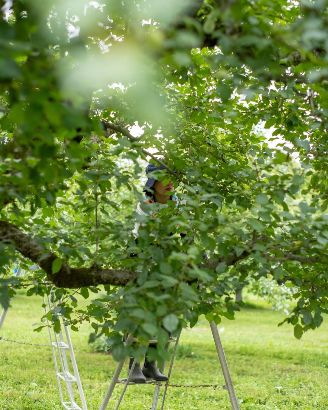 有機　リンゴジュース