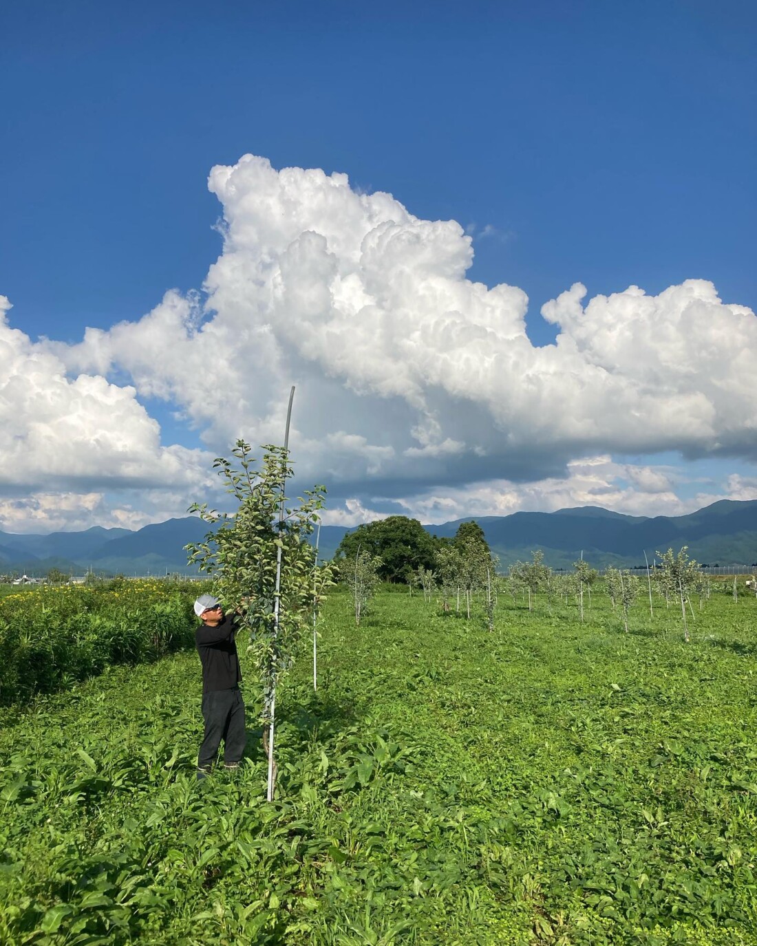 山形　リンゴ　オーガニック