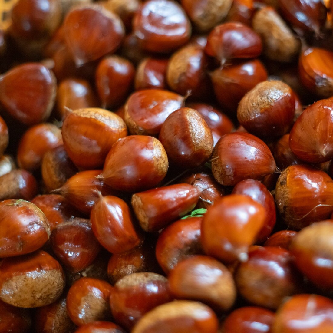 有機　栗　オーガニック