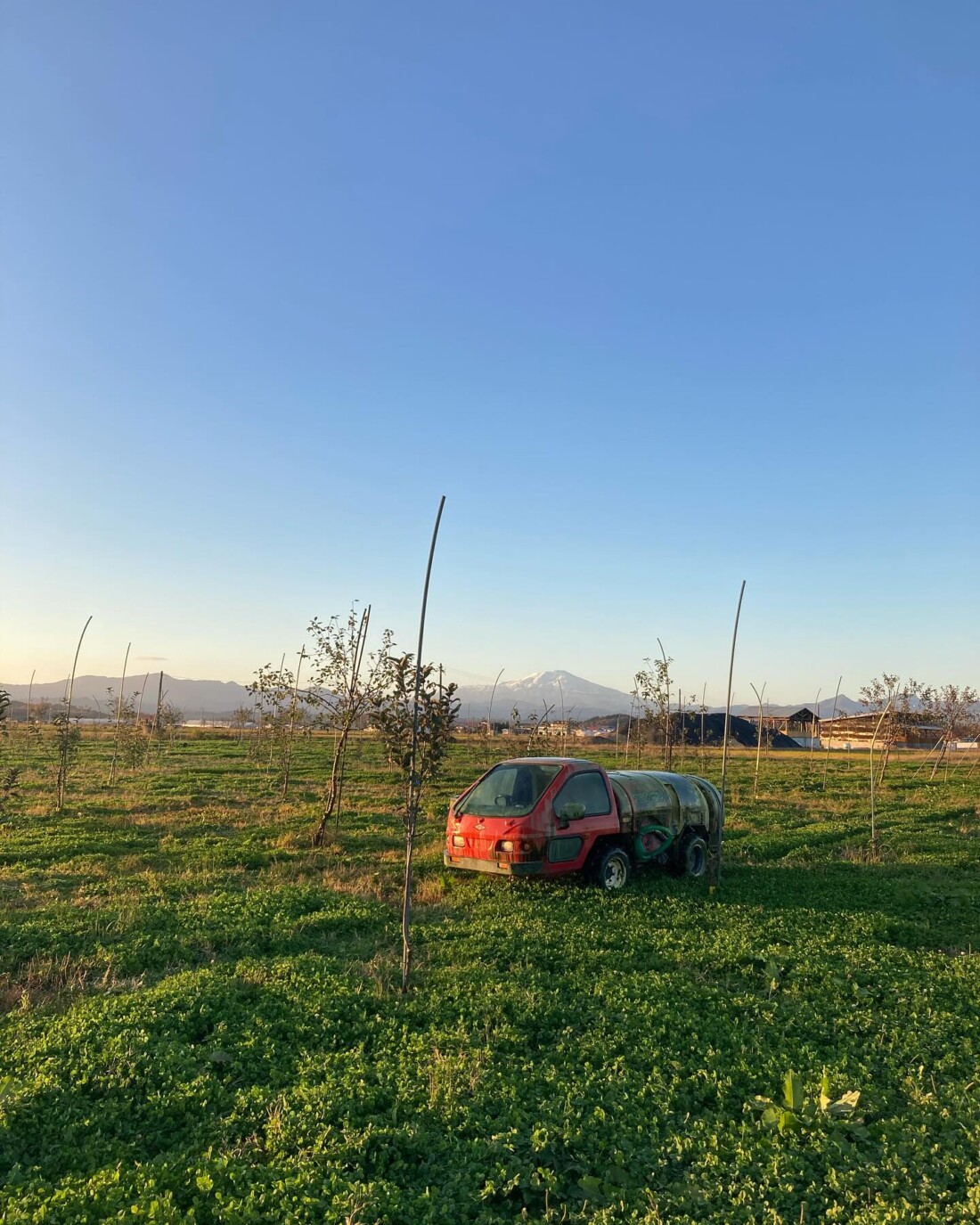 有機リンゴ　シードル