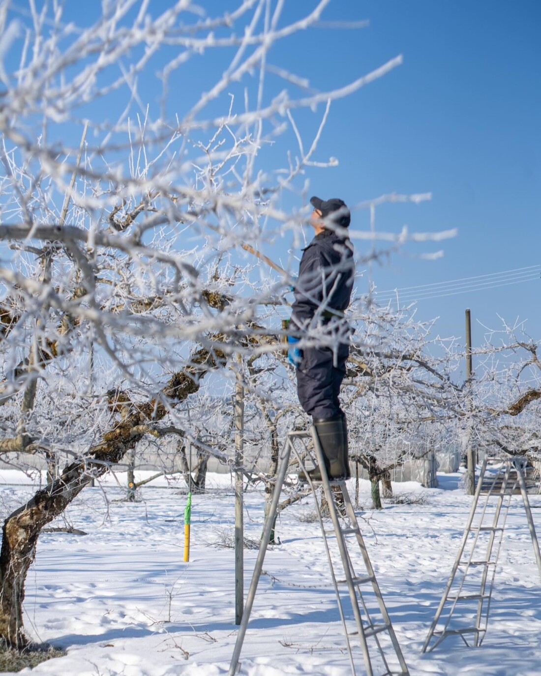 山形　有機リンゴ